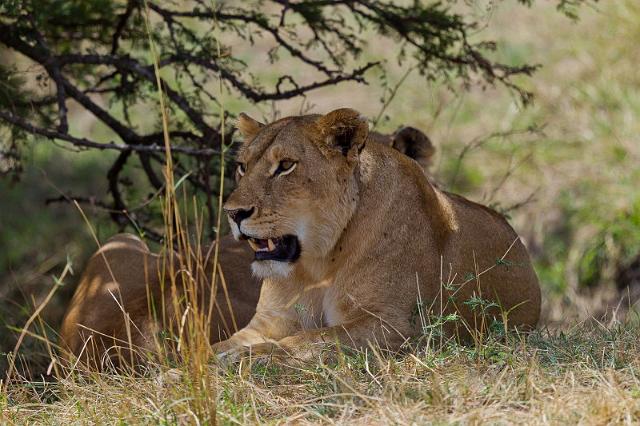 106 Tanzania, N-Serengeti, leeuw.jpg